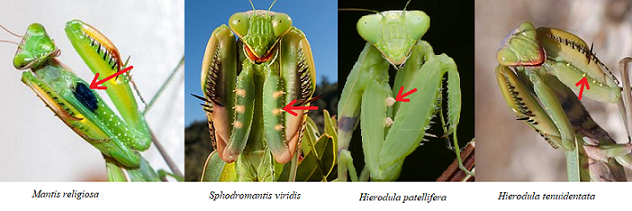 Guida al riconoscimento dei Mantidae italiani